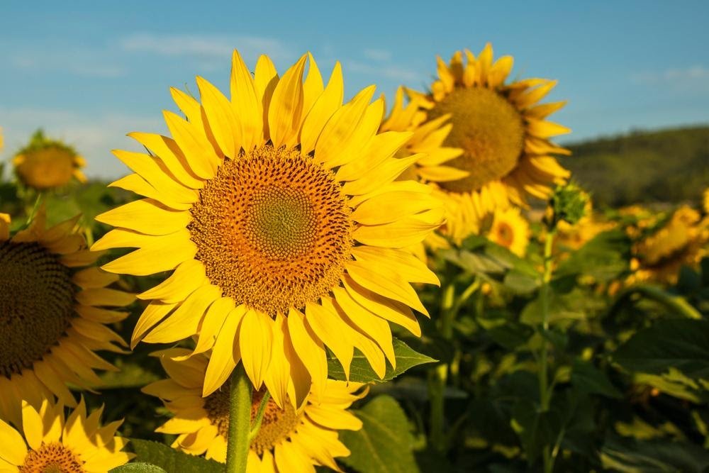 All You Need to Know about Sunflowers