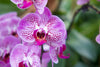 The Secret Language of Orchids: Why They Are Singapore’s Most Loved Flower